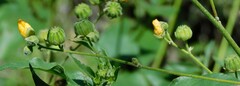 Abutilon