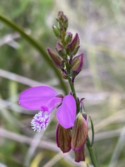 Polygala garcinii