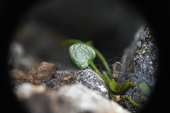 Cardamine bellidifolia