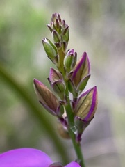 Polygala garcinii