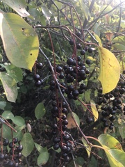 Prunus virginiana