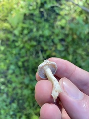 Inocybe pudica