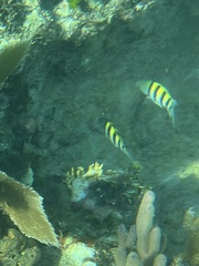 Abudefduf saxatilis