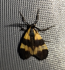 Dycladia