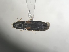 Idolus debilis