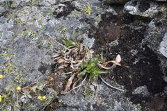 Solidago multiradiata