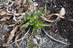 Solidago multiradiata