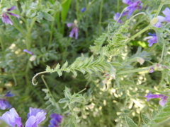 Vicia sibthorpii