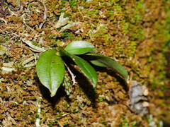 Drymoanthus adversus