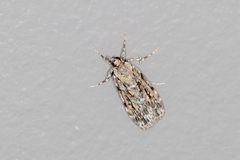 Scoparia chiasta