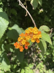 Lantana urticoides