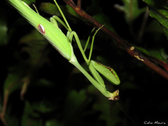 Stagmatoptera