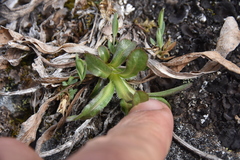 Solidago multiradiata