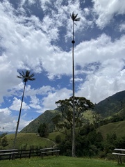 Ceroxylon quindiuense