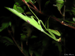 Stagmatoptera