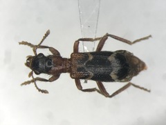 Thanasimus undatulus