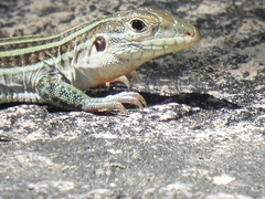 Aspidoscelis gularis