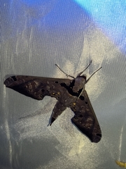 Adhemarius sexoculata