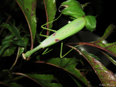 Stagmatoptera