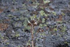 Solidago multiradiata