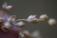 Chascolytrum subaristatum