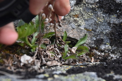Solidago multiradiata