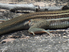 Aspidoscelis gularis