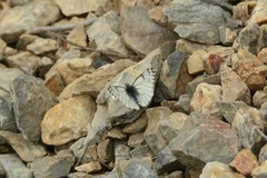 Pontia sisymbrii