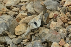Pontia sisymbrii