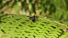 Tenthredo bifasciata