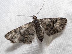 Eupithecia edna