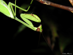 Stagmatoptera