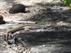Aspidoscelis gularis