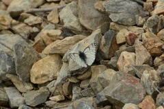 Pontia sisymbrii