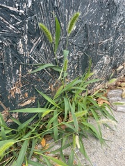 Setaria
