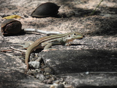 Aspidoscelis gularis