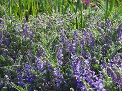 Vicia sibthorpii