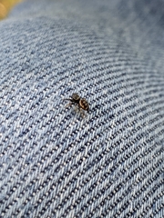 Paraphidippus aurantius