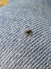 Paraphidippus aurantius