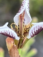 Moraea unguiculata