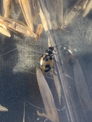 Hippodamia parenthesis