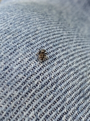 Paraphidippus aurantius
