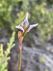 Moraea unguiculata