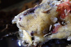 Halichondria bowerbanki