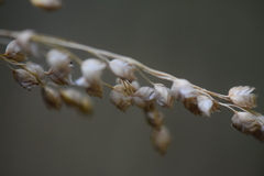 Chascolytrum subaristatum