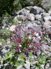 Polanisia dodecandra