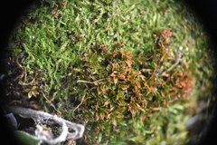 Syntrichia
