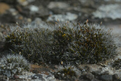 Grimmia pulvinata