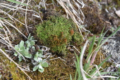 Syntrichia