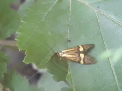 Nemophora degeerella